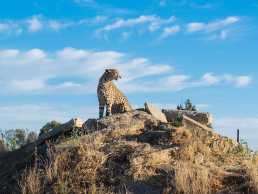 Cheetah Sanctuary Experience