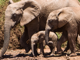 Glen Afric Elephant Experience