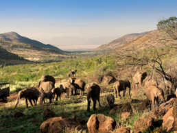 Pilanesburg Natural Reserve