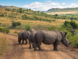 Rhino And Lion Nature Reserve