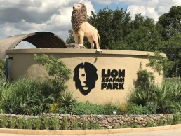Safari Lion Park Experience